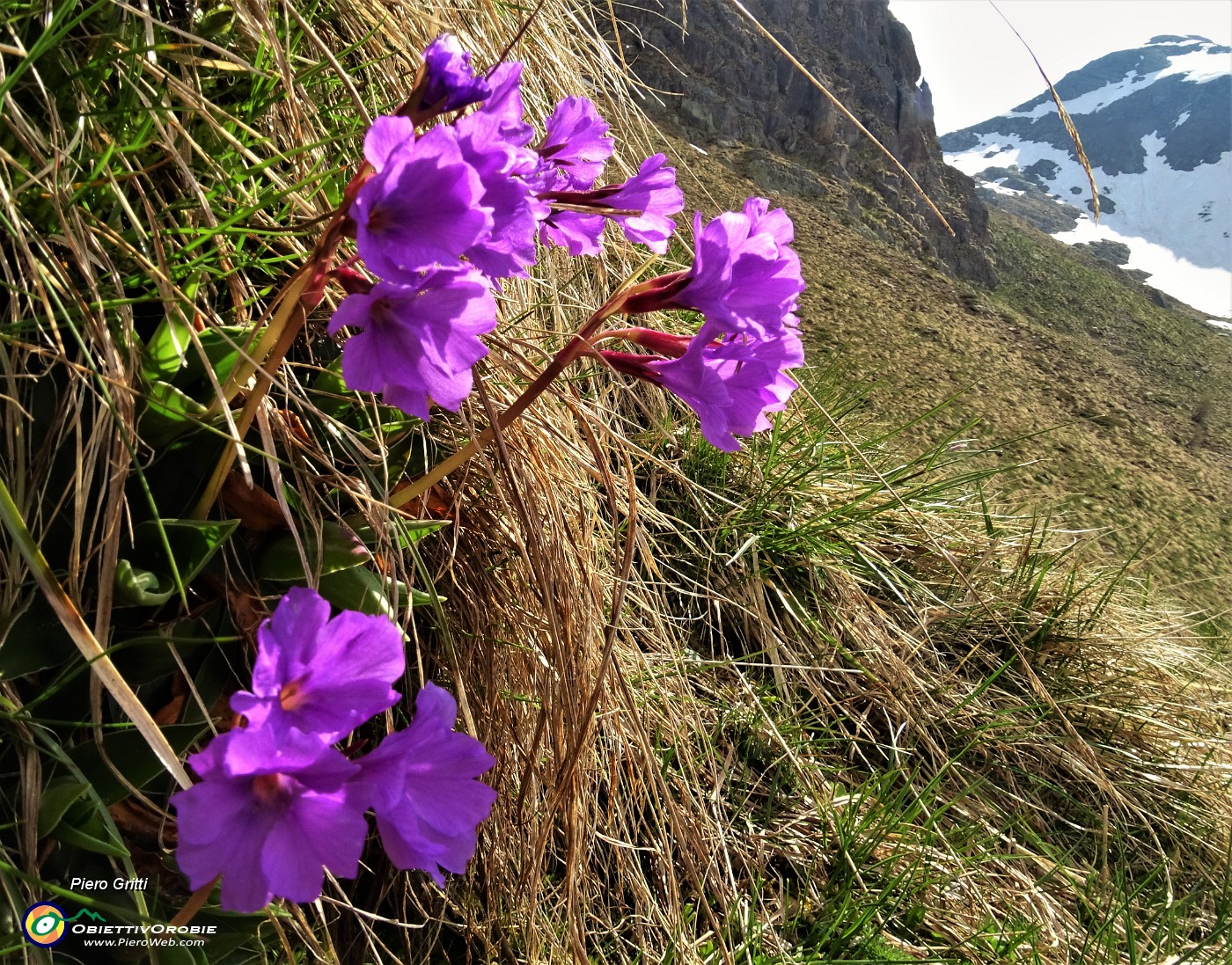 20 Primula glaucescens sul ripido pendio.JPG